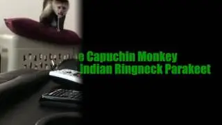 The bird and monkey very nice video