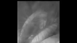 Ctenoides ales: Black and White High Speed Video