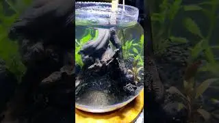 new live aquarium bowl 🐠.#aquarium #passion #inspiration #aquadooraquarist #aquascape #aqu&aacute;rio