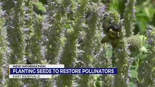 Planting seeds to restore Tennessee's pollinator population