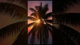 Tropical Sunset Dreams 🌅🌴 #sunset #palmtree #aesthetic #relaxing