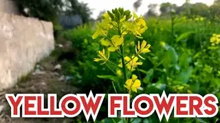 Yellow flowers;             Creative commons channel=Niaz ahmad 7575