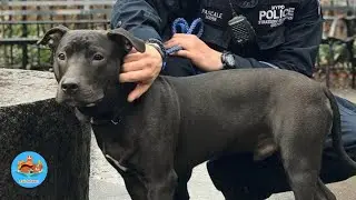 Chained Puppy Rescued by Kindhearted Officer