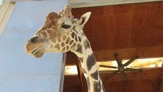 Beloved Las Vegas giraffe Ozzie dies after fall at Lion Habitat Ranch