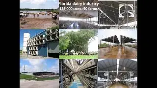 EuroDairy webinar - Managing heat stress in dairy cattle