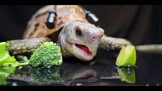 Little turtle eating broadcast #HomeWithReptiles #TurtleFeeding #VoiceControlSleepAid #Decompression