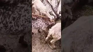 ADE3 Injection for Goats💉Strong Immunity & Growth 🐐#goat #farming #animals #shorts #short #ytshorts