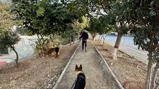 Daily Routine with Dogs