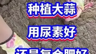大蒜底肥，用尿素好还是复合肥好