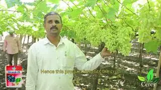 🍇Sangli Farmer Review : Sizol-5 on SSN & Super Sonaka Variety Grapes, Ceres Organics Pvt Ltd
