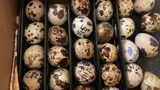 Quail song