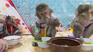 Monkey Sam, Asher, baby bob eat noodles of different colors