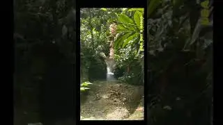 Beautiful Hidden River And Falls In Jamaica 🇯🇲 #shorts