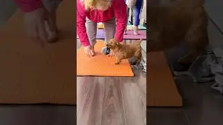 Golden Retriever puppies doing what Golden puppies do best! Pure joy! This is therapy💛