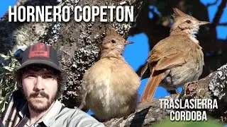 Hornero copet&oacute;n SONIDO, CANTO 4K (Furnarius cristatus) Crested Hornero, Jo&atilde;o tenen&eacute;m, Hornerito cope