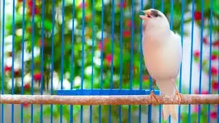 The mesmerizing song of the waterslager canary || 2026 water slagar canary singing|| ندا انثی اکناری