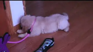 Dichi's A Chelsea Morning versus....THE DOOR STOP