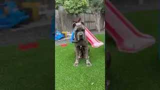 Blue brindle!!