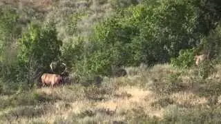 Trophy Bull Elk Hunt in Southern Idaho | White Peaks
