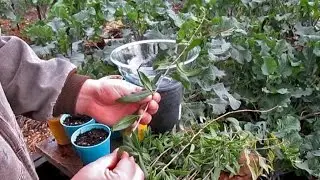 Propagating New Goji Berry Plants From Cuttings