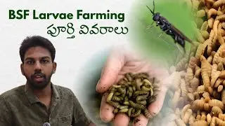 పురుగుల ప్రోటీన్ | Insect Protein Farming – Future of Agriculture | Black Soldier Fly Farming