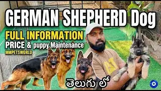import Germans shepherd puppy | Best Breeder In Hyderabad |#dogs #pets #puppy #trending