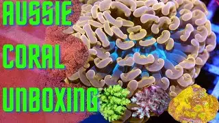 Coral Unboxing - Aussie torch, hammer, SPS and more!