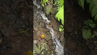 Relaxing water stream. #relax #waterstream #waterstreamsounds #soundofwater #water