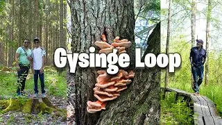 Gysinge Loop | F&auml;rnebofj&auml;rden National Park | #hiking #nature #walking #trekking #forest