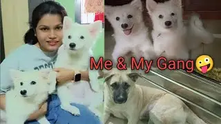 My Dogs Rule My House 😂🐕||My Gang || My cutieee patotiee❤️✨