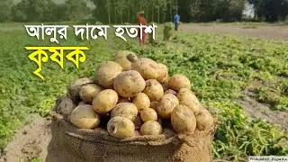 আলু দামে হতাশ কৃষক| Potato | Production Cost | Loss | Farmers | Agriculture | Business Report 2025