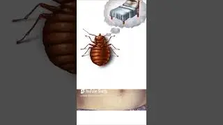 КЛОПЫ или БЛОХИ  Кто кусает  Как выглядят укусы