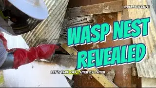Wasp Nest Revealed in a Tin Shed