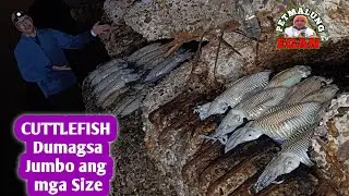 Hala ka Grabe ang dami naming huling Cuttlefish or Kobutan malalaki pa with @YmorTVPH #fishing