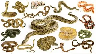 Snakes Names, Meaning & Pictures | Snakes Vocabulary | সাপ | Necessary Vocabulary