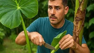 Alocasia macrorrhizos: Pulizia e cura