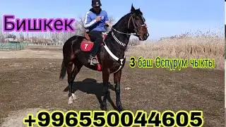5-февраль Бишкектен жакшы өспүрүмдор чыкты +996550044605
