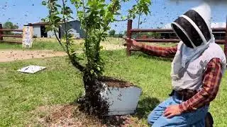 Hiving a Swarm Spring 2022
