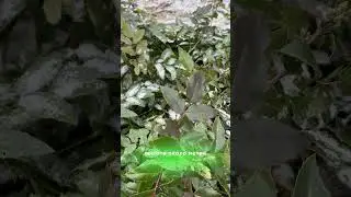 Магония в Арктической зоне России #магония #mahonia #garden #сад