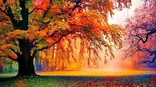 One Hour Long Healing Music, Sleep Music, Relaxing Music, Meditation Music