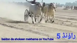 07 جنوری 2024 آل پاکستان اوپن بیل گاڑی ریس ،گرانڈ پیر محل بائی پاس ونر بادل بیل 151 & ستارہ بیل 307