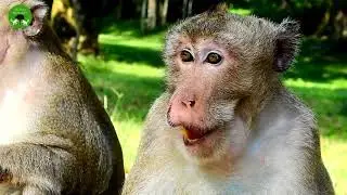 Pity On Previous Leader Was Abandoned By His Group ST1447 Mono Monkey