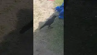 crow is looking for some food #ytshortsvideo #shortvideos #trendingshorts #crow