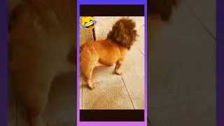 #short/Funny video