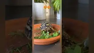 baby tortoise eating #tortoise #cute #pets #babypets #babyanimals #cutebaby #babytortoise