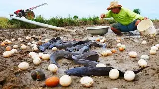 Top 05 best fishing! Catch a lots fish, eggs in mud after plowing rice catch  by hand