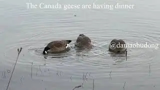 The Canada geese are having dinner