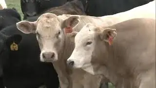 FTGU#1383 Rebuilding Beef Cow Numbers