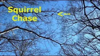 Squirrel mating chase at 200 feet