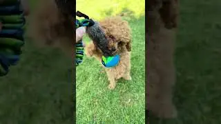 The Ultimate Dog Ball Toy - Meet the all new Wondabunny tuggies #dog #dogballtoy
